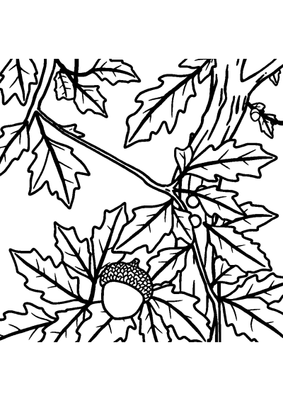 Acorn And Oak Leaves In Forest Coloring Page