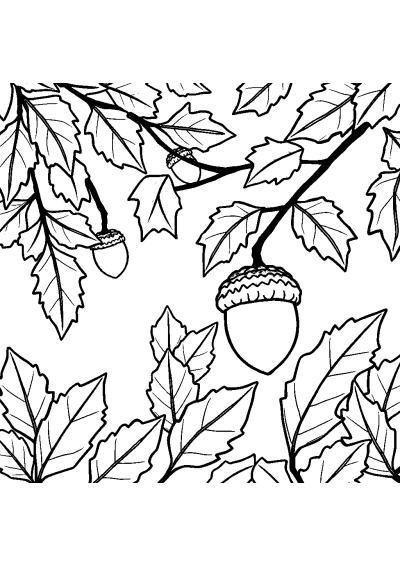 Acorn And Oak Leaves In Garden Coloring Page