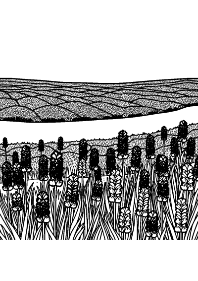 Giant Lavender Field Coloring Page