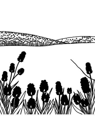 Happy Lavender Field Coloring Page