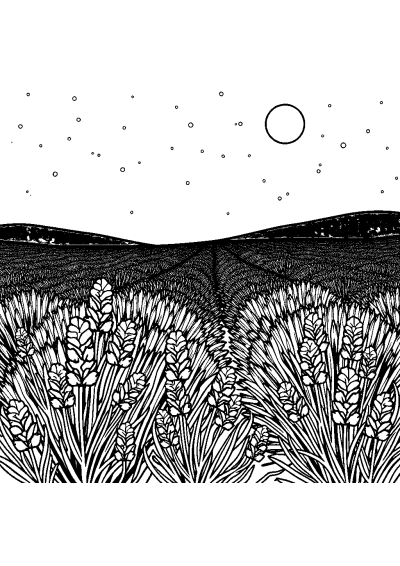 Lavender Field At Night Coloring Page