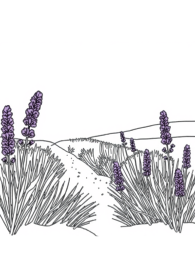 Lavender Field In Winter Coloring Page