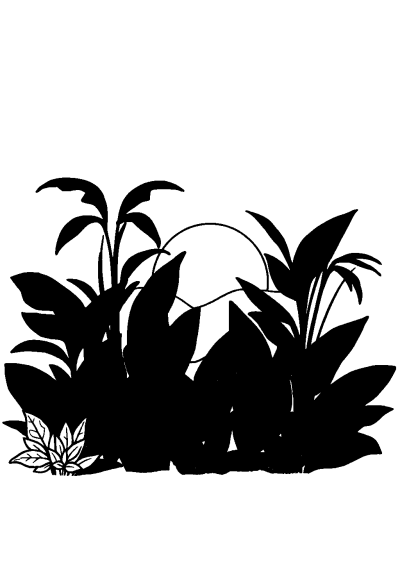 Rainforest Plants At Sunset Coloring Page