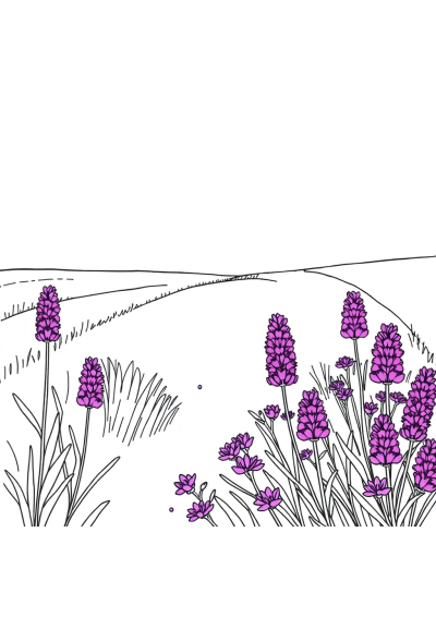Simple Lavender Field Coloring Page