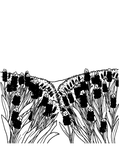 Sleepy Lavender Field Coloring Page