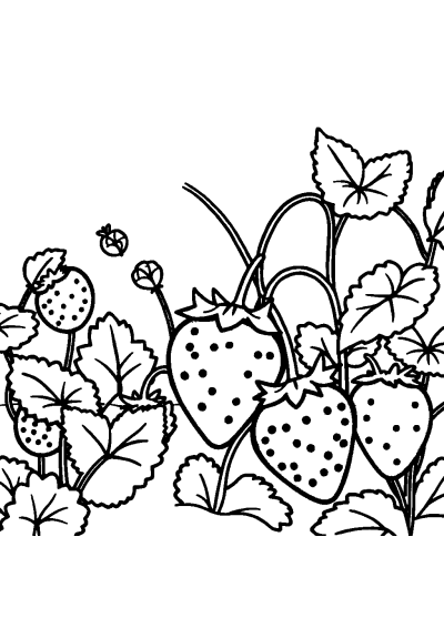 Strawberry In Garden Coloring Page