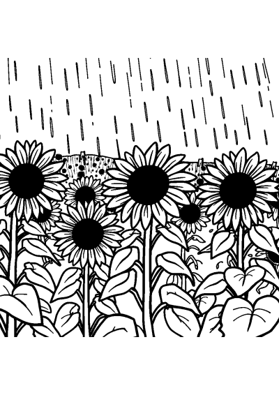 Sunflower Field In Rain Coloring Page