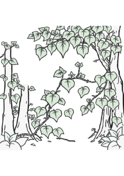 Vine With Leaves In Forest Coloring Page