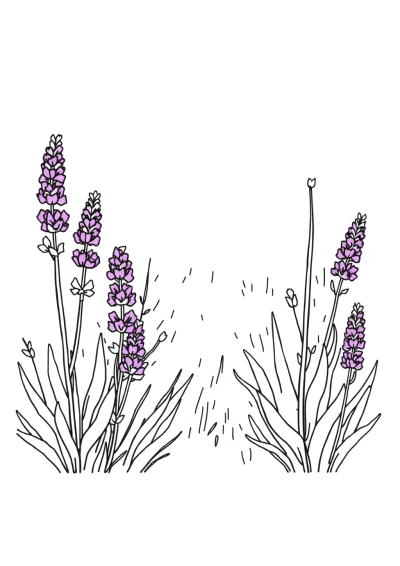 Vintage Lavender Field Coloring Page